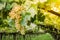 Chardonnay Grapes on Vine in Vineyard, South Tyrol, Italy. Chardonnay is a green-skinned grape variety used in the production of w