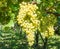 Chardonnay Grapes on Vine in Vineyard, South Tyrol, Italy. Chardonnay is a green-skinned grape variety used in the production of w