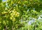 Chardonnay Grapes on Vine in Vineyard, South Tyrol, Italy. Chardonnay is a green-skinned grape variety used in the production of w