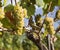 Chardonnay Grapes in Vineyard