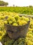 Chardonnay harvesting with wine grapes harvest