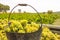 Chardonnay harvesting with wine grapes harvest