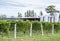 Chardonnay Vines and Fermenting Tanks in a Winery