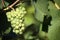 Chardonnay white wine grapes growing vineyard burgundy france closeup