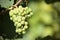 Chardonnay white wine grapes vineyard burgundy france closeup