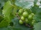 Chardonnay Wine Grapes