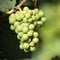 Chardonnay wine grapes growing vineyard burgundy france closeup