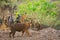 A charge by a male tiger panthera tigris on a safari vehicle