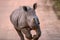 Charging Baby White Rhino