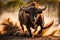 Charging Bull Captured in Mid-Motion: Muscles Taut and Nostrils Flared, Sparse Dust Clouds Swirling