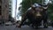 Charging Bull at wall street in Manhattan, New York City, USA