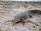 Charging Crocodile on the Chobi River in Namibia