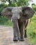 Charging Elephant