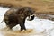 Charging Elephant, Kenya, Africa