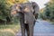Charging Elephant in Kruger National Park