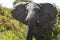Charging Elephant In Serengeti National Park