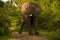 Charging Elephant in Uganda