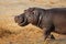 Charging hippopotamus