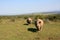 Charging male white rhino with female rhino in background