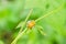 Charidotella sexpunctata on green leaves