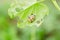 Charidotella sexpunctata on green leaves