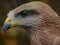 Charismatic Charming Black Kite.