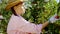 Charismatic lady farmer in a sunny day she picking the ripe fruits from the tree in the middle of a modern apple orchard