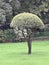 Charismatic umbrella shaped tree.