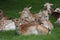 Charlecote Park Deer