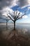 Charleston Boneyard Beach Forest Botany Bay SC