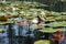 Charleston SC Cypress Gardens Water Lilies