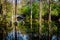 Charleston South Carolina Magnolia Plantation Landscape