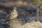 Charlo thrush or Turdus viscivorus, bird of the order Passeriformes.