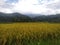 The charm of the beauty of the rice fields at the foot of the mountain from west sumatra