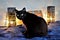 Charm of a big black bobtail cat