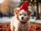 Charm in Every Hue: Christmas Hat-Adorned Poodle Exhibits Vibrant and Colorful Holiday Elegance.