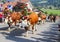 CHARMEY, SWITZERLAND - SEPTEMBER 29, 2018: cows decorated with flowers walking on the street of Charmey at annual Desalpe festival