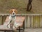 Charming, adorable, cute Beagle dog, sitting on a wooden deck chair in the city park