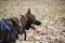 Charming adult male shepherd dog close up portrait. Service German Shepherd of zonal gray color in protection classes in harness