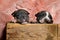 Charming American bully puppies looking away while sitting and leaning