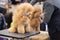 Charming apricot poodle at the dog show on the grooming table