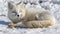 Charming arctic fox adorable white snow fox playing joyfully in the snowy landscape