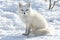 Charming arctic fox frolicking in the enchanting winter wonderland with snow all around