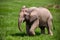 Charming baby elephant captured in a poised and endearing stance