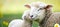 Charming baby lamb affectionately nuzzling its mother in a picturesque green meadow