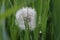 Charming, beautiful dandelion hid in the grass.