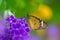 Charming beautiful monarch butterfly on purple flower