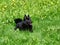 Charming Belgian Shepherd Schipperke lies on the background of yellow dandelions