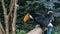 A charming Big Toucan Ramphastos toco sits on a perch in a tropical garden