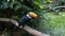 A charming Big Toucan Ramphastos toco is sitting on a perch